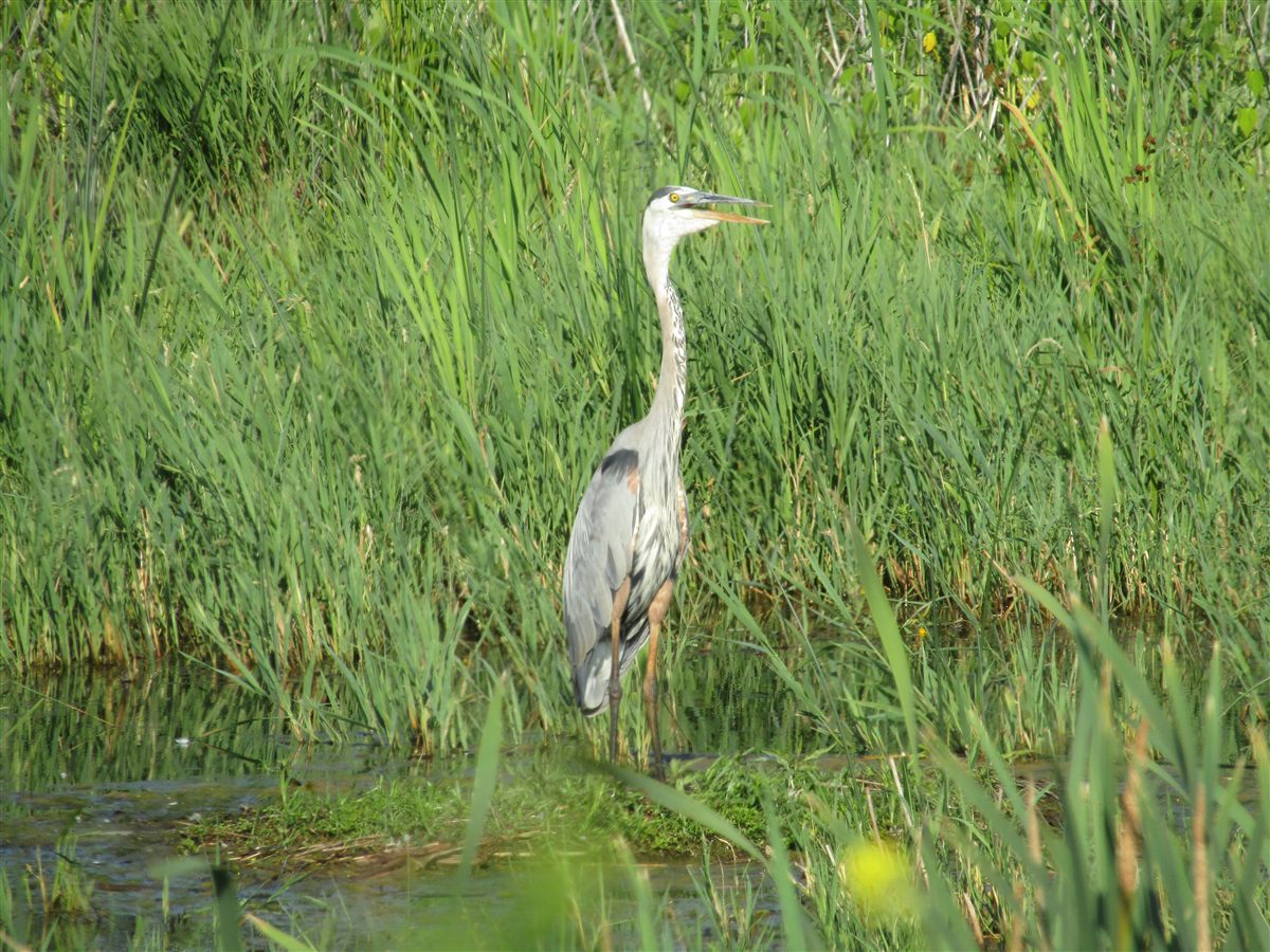 Great blue heron